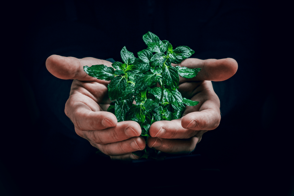 Herbciepscam fraud uncovered: How to identify and avoid this growing scam